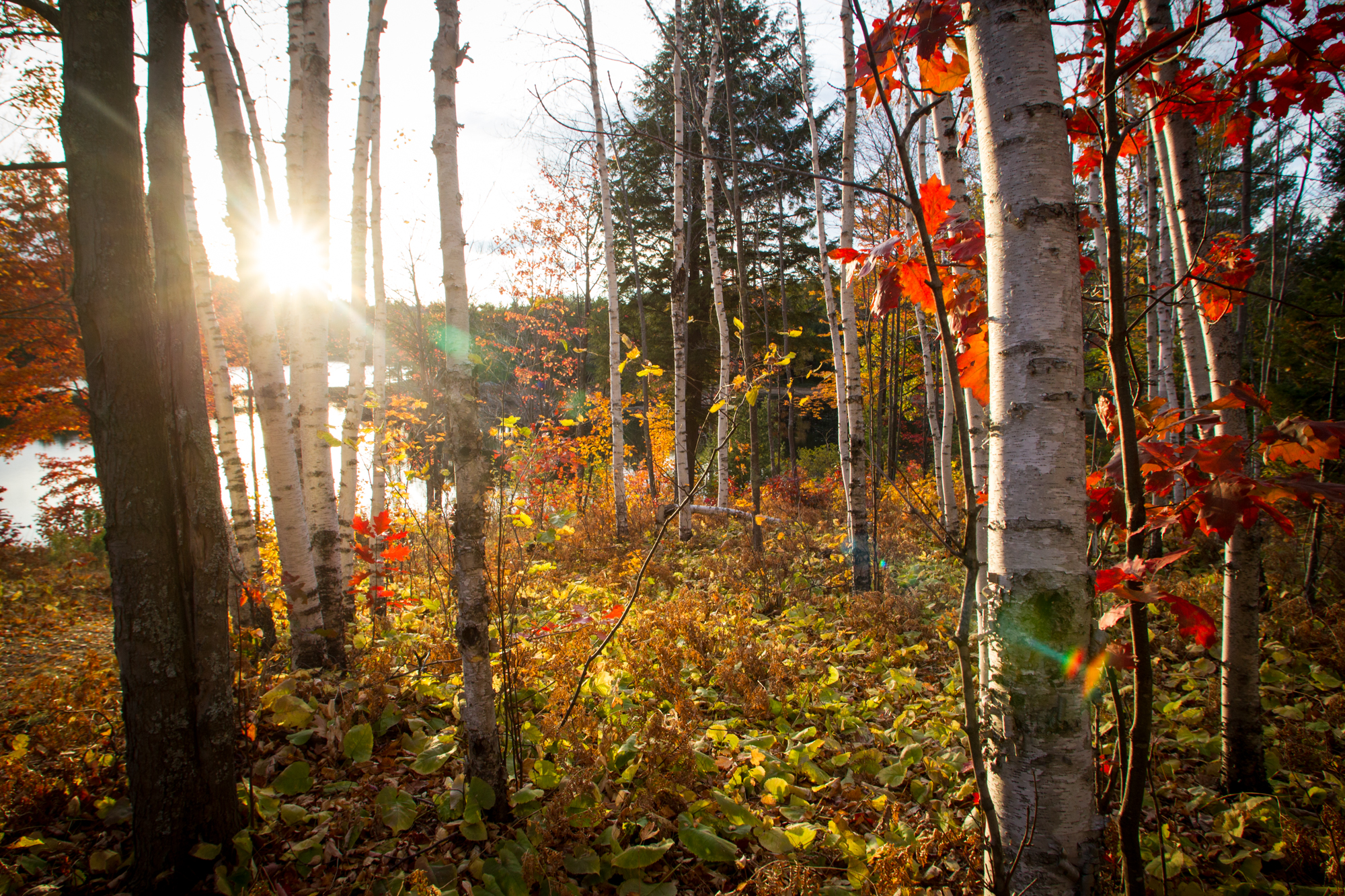 September 6 is 906 Day - Celebrating the Upper Peninsula