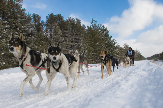 The U.P. 200 Sled Dog Race