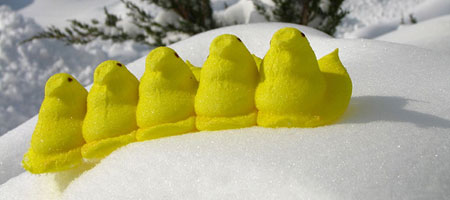 Easter Peeps in the Snow