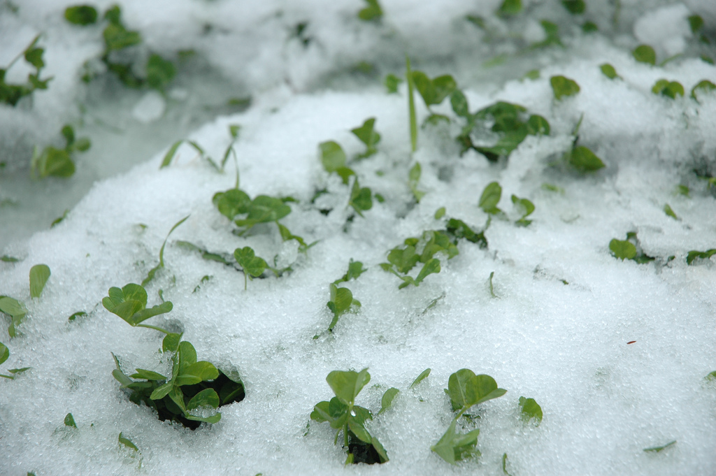 Myth of the St. Patrick's Day Snowstorm