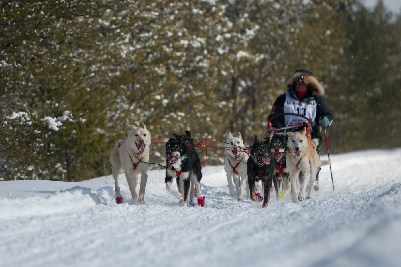 The U.P. 200 Sled Dog Race