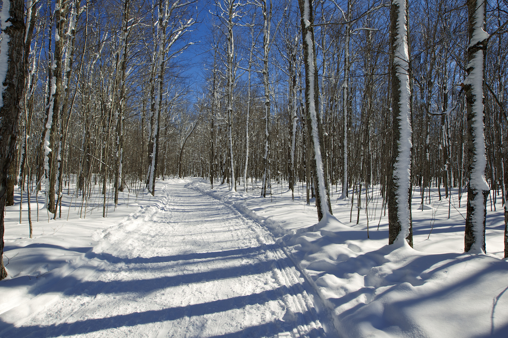 Snow Trail in Woods
