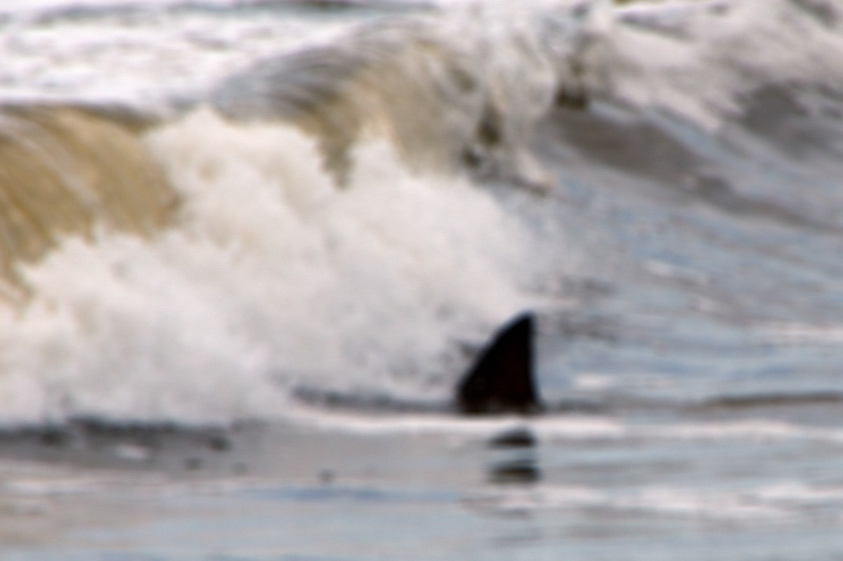 Breaking News: Shark Photographed in Lake Superior