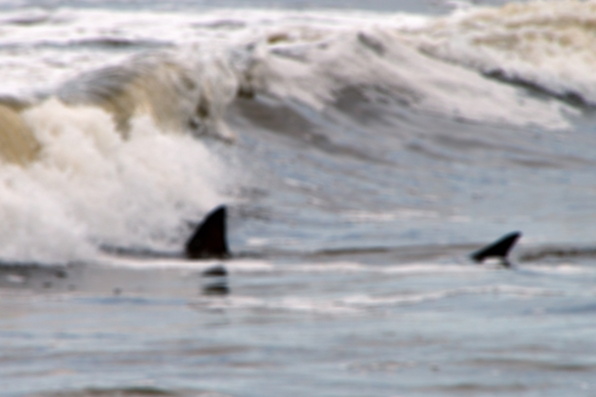 Shark Photographed in Lake Superior