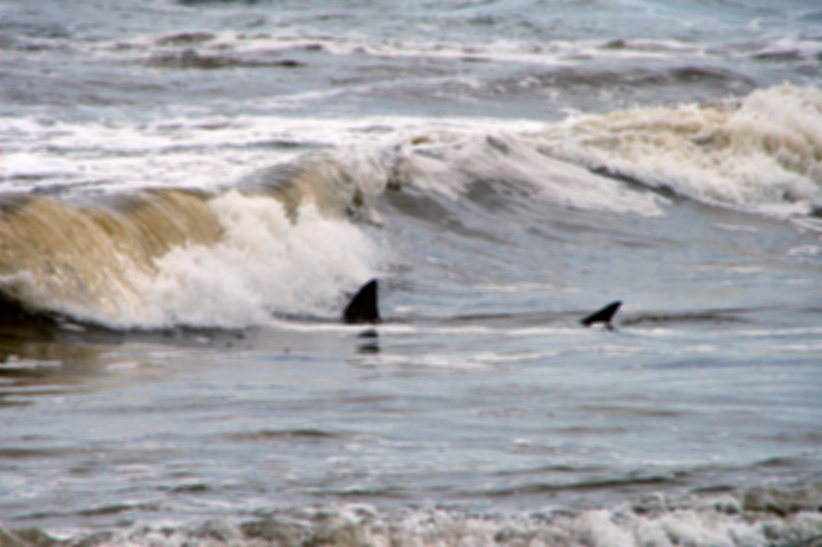 Shark in Lake Superior