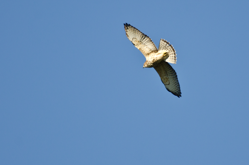 Raptor Migration In the Keweenaw Peninsula