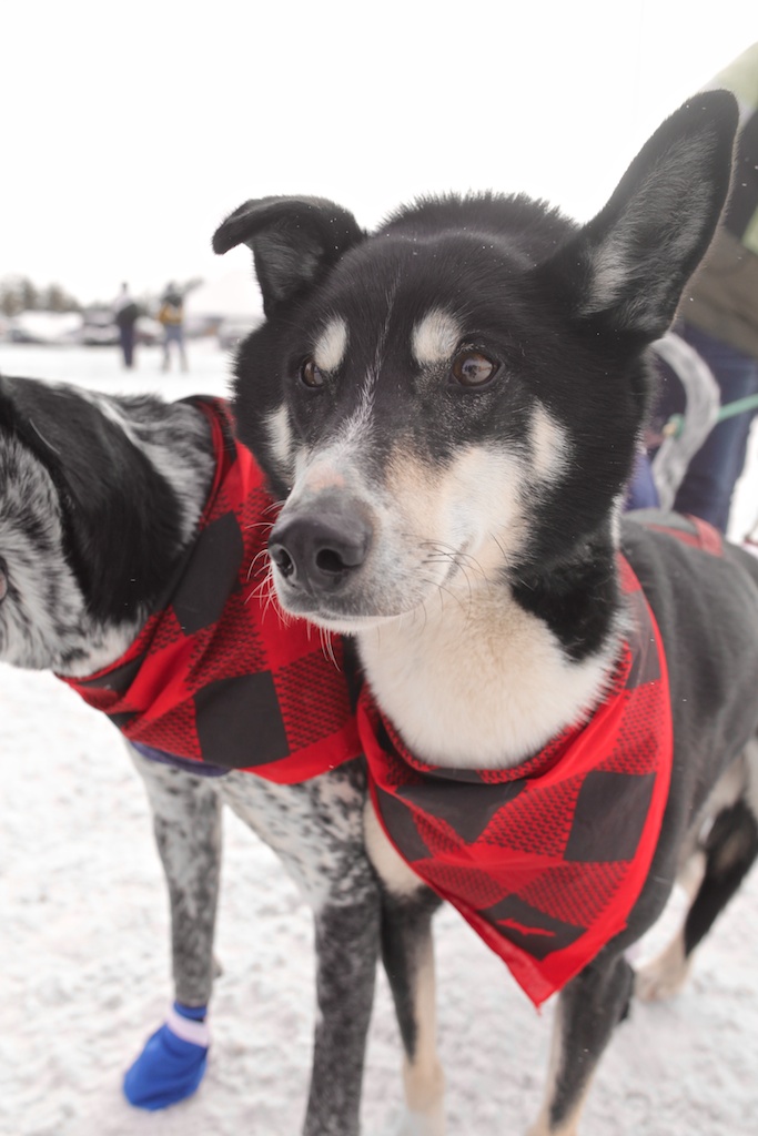 Upper Peninsula Plaid Bandana