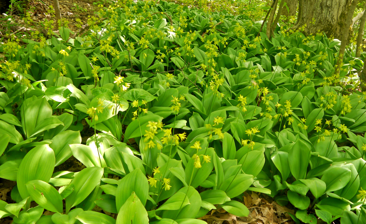 Clintonia on Mackinac Island