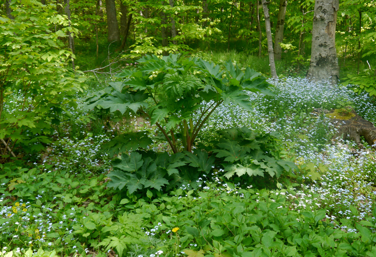 Cow Parsnip on Mackinac Island