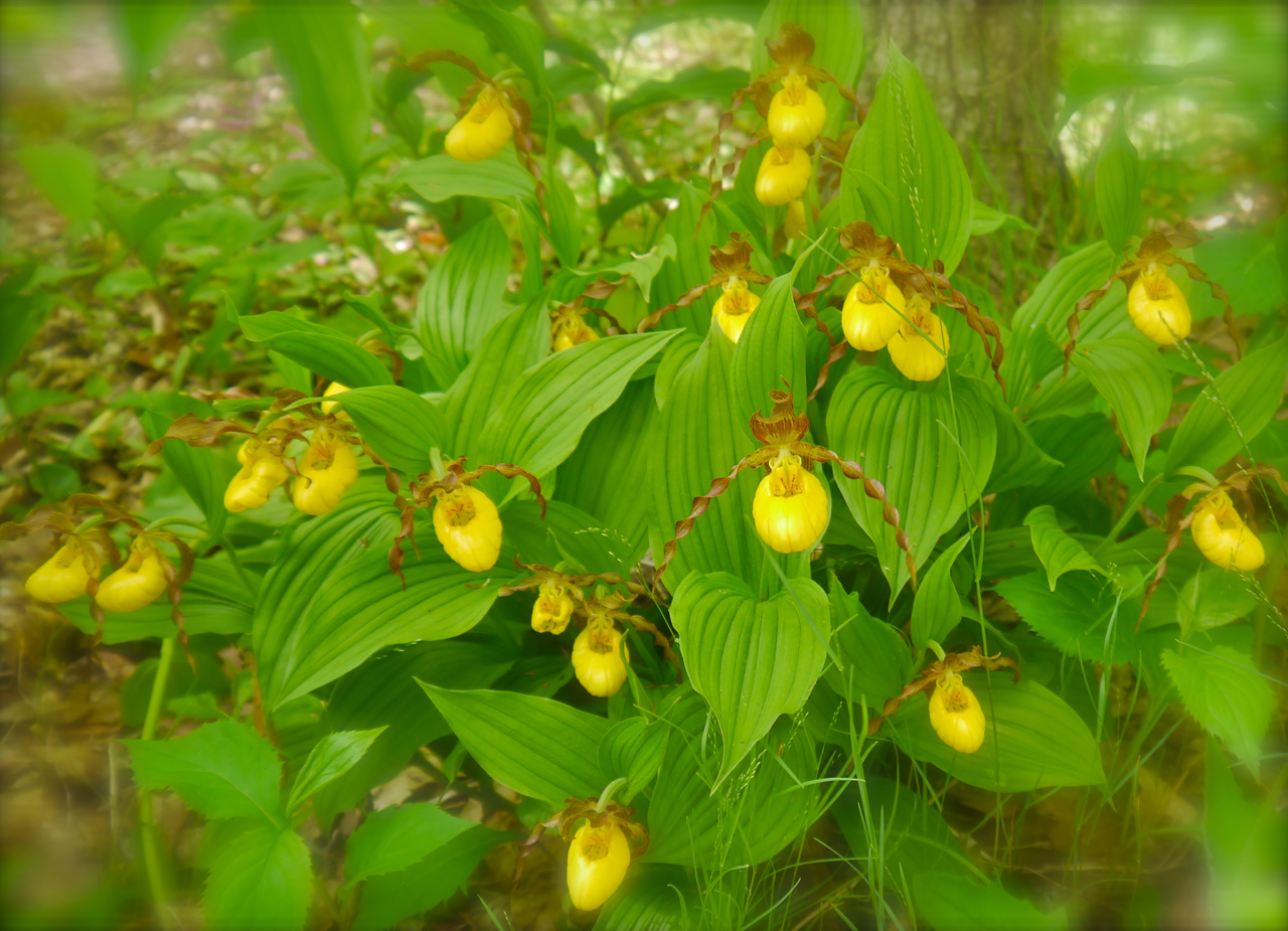 Lady Slippers on Mackinac Island
