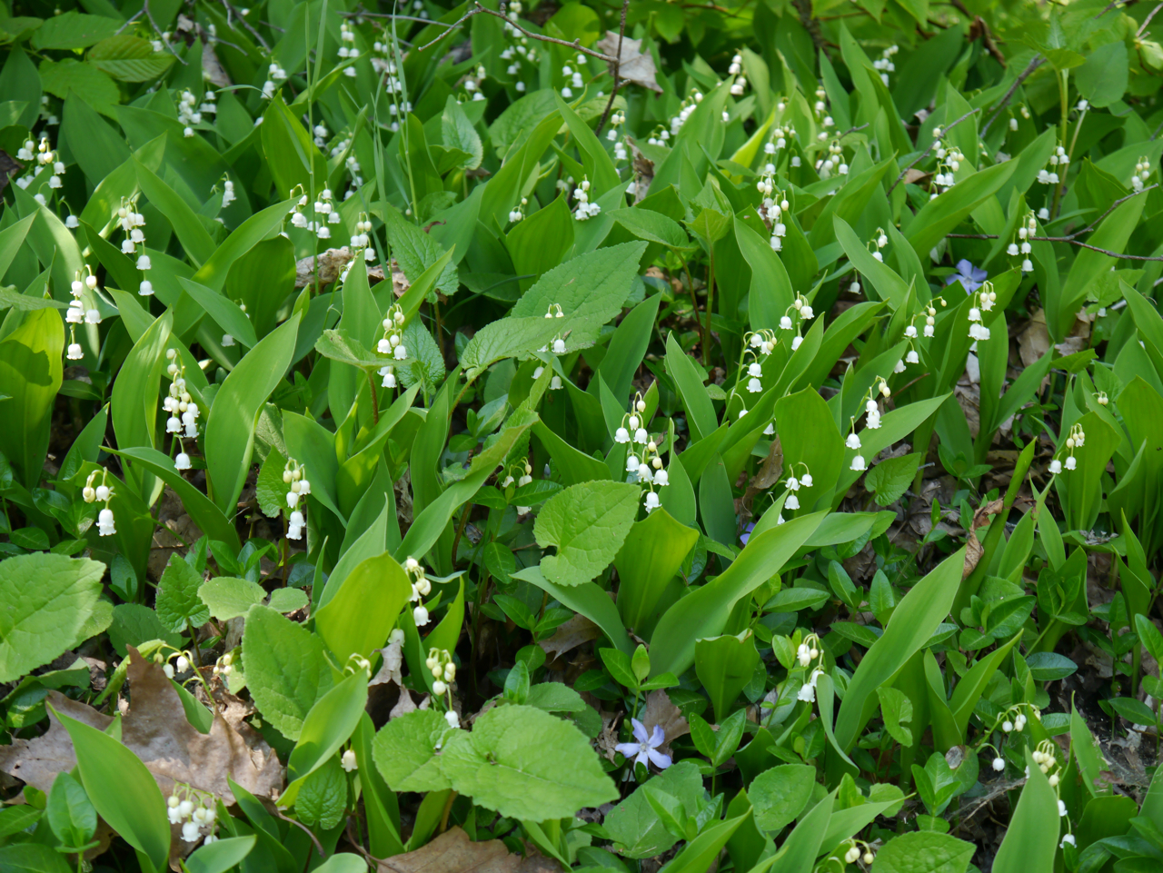Lily of the Valley and Periwinkle on Mackinac Island