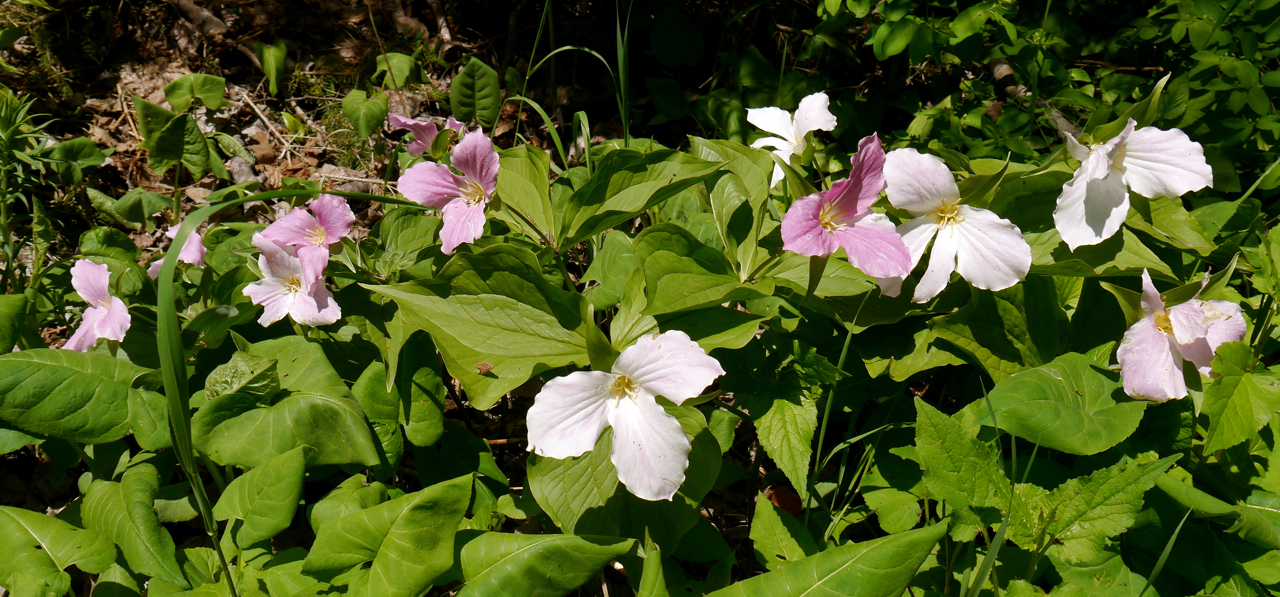 Trillium on Mackinac Island