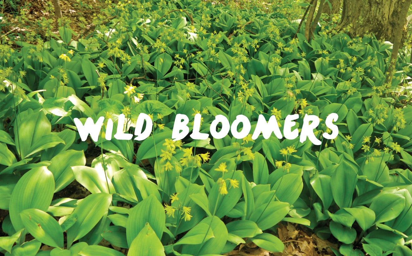 Wild Bloomers on Mackinac Island