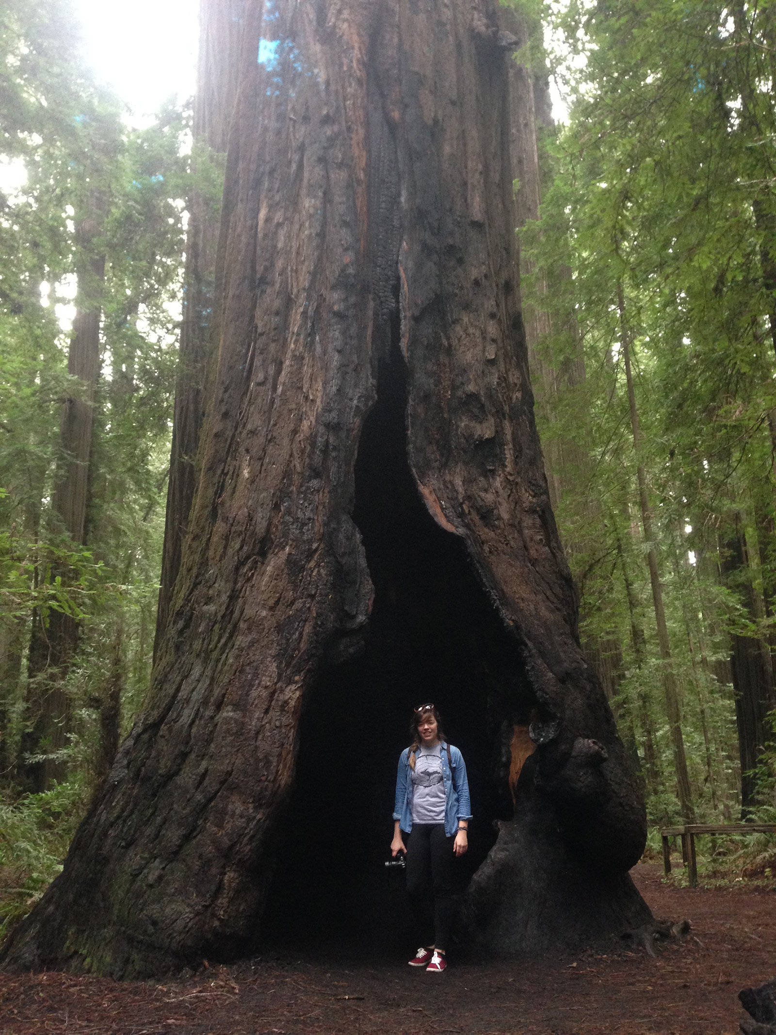 Redwoods Tree Ring Shirt