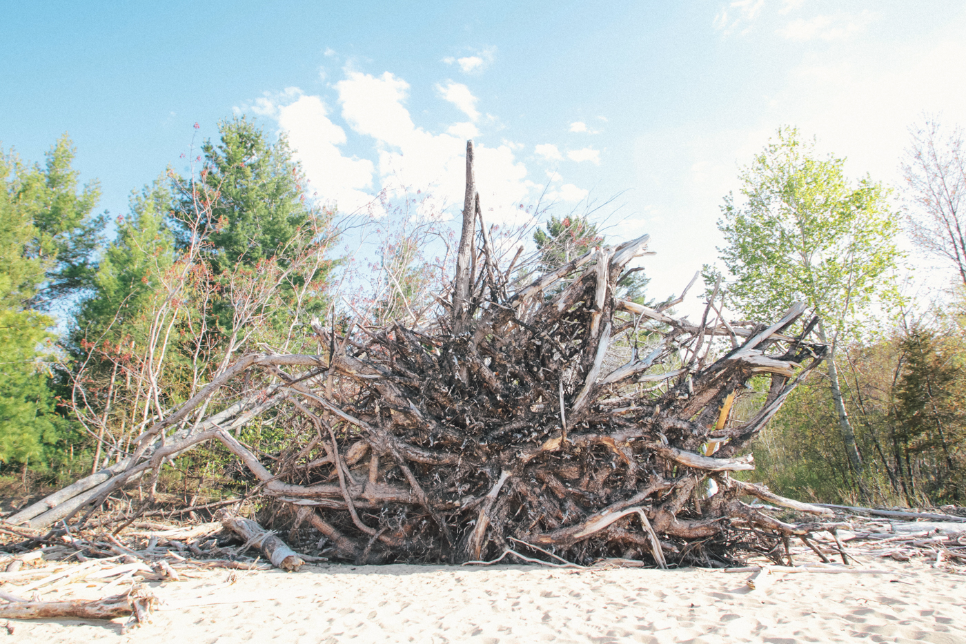 Tree Stump on Sand Point Beach