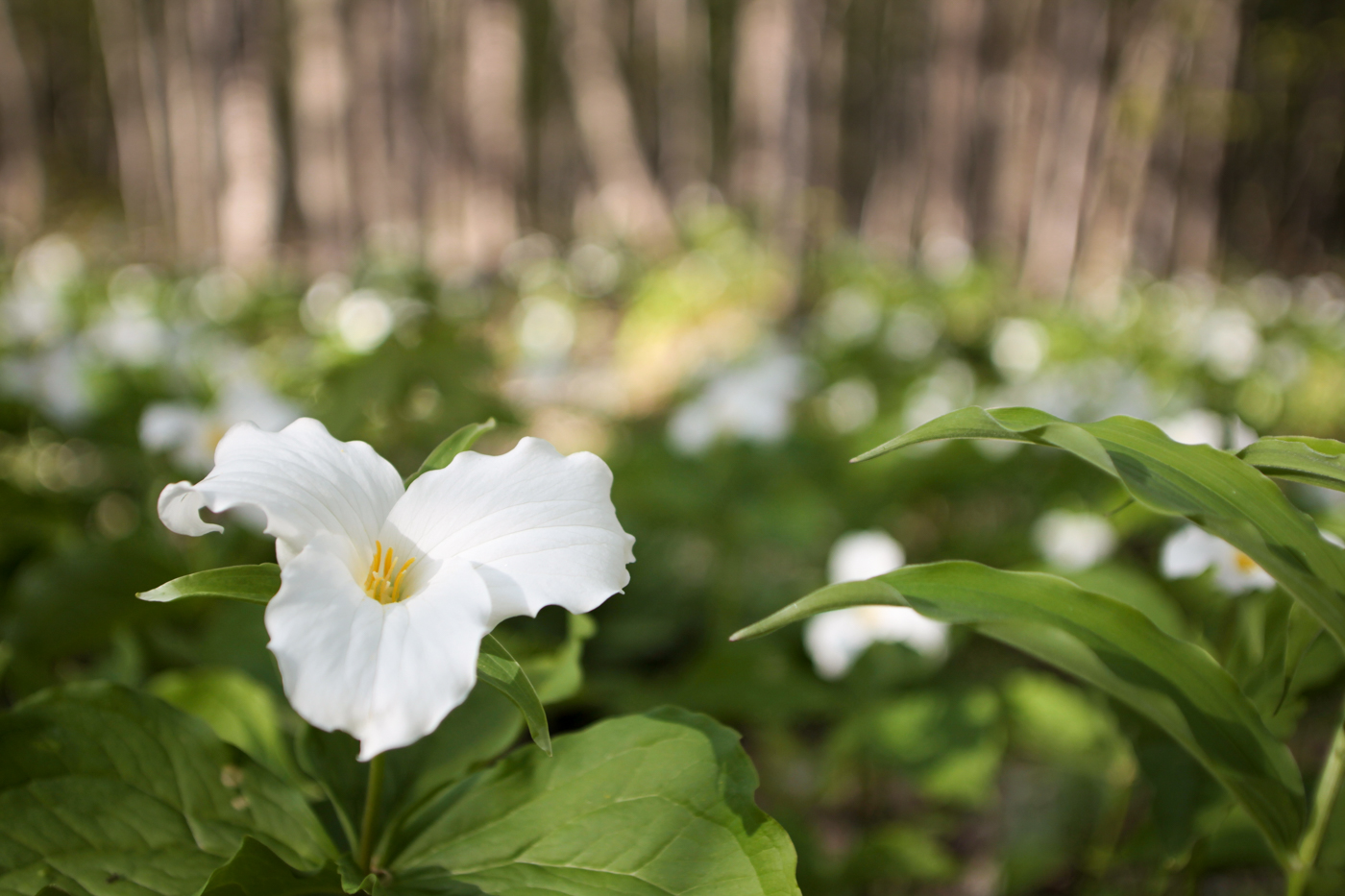 Trilliums in Michigan