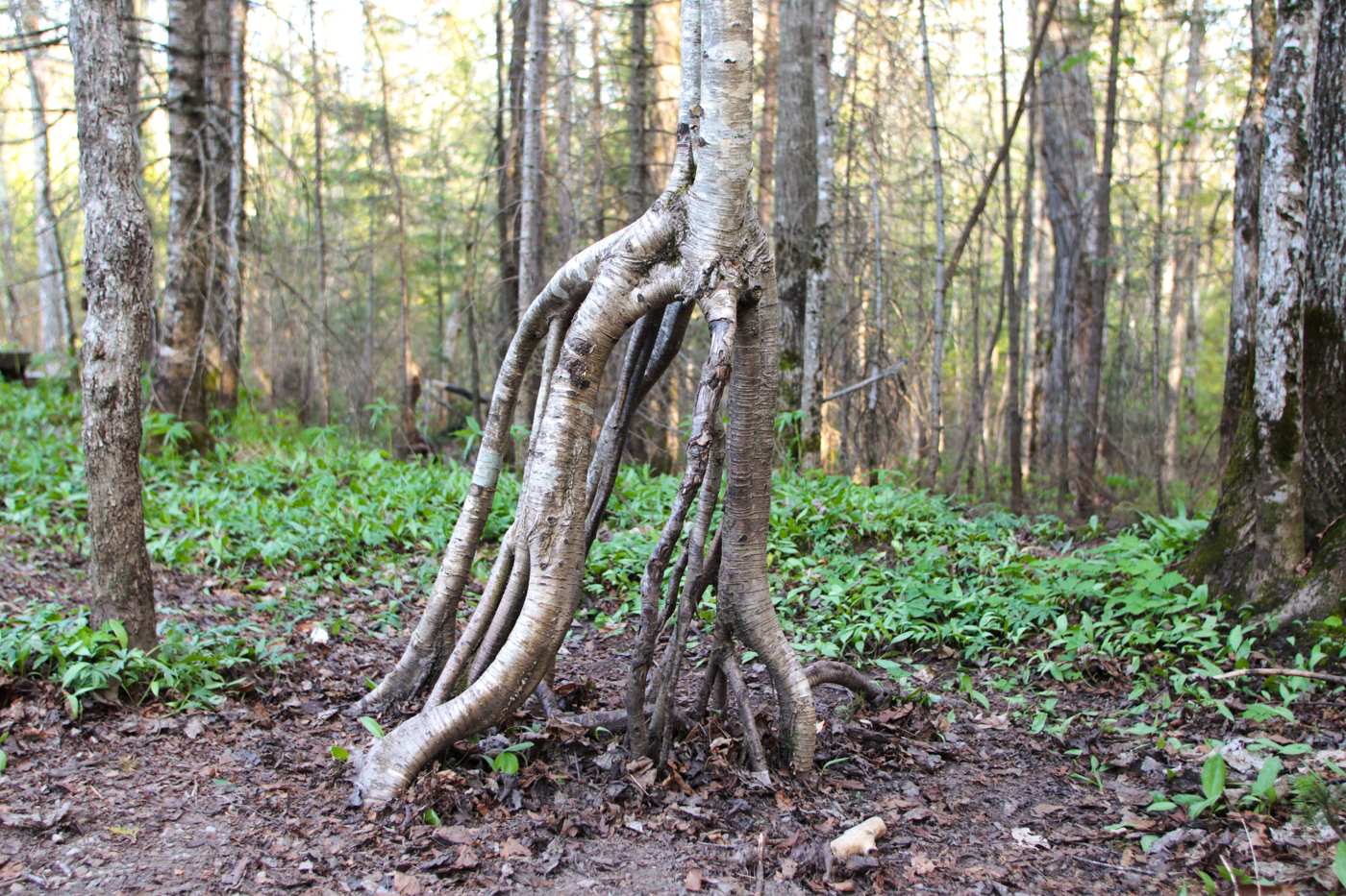 Weird Tree Roots